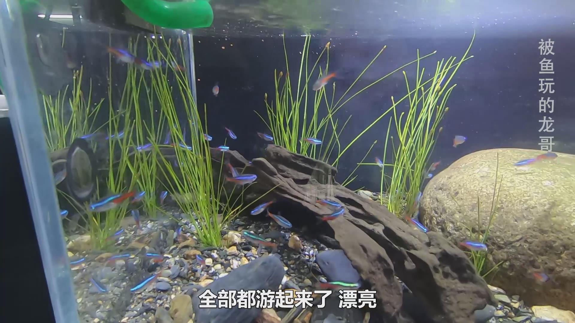 用最普通的砂石材料,自制鱼缸造景,放进观赏鱼,7天后效果如何